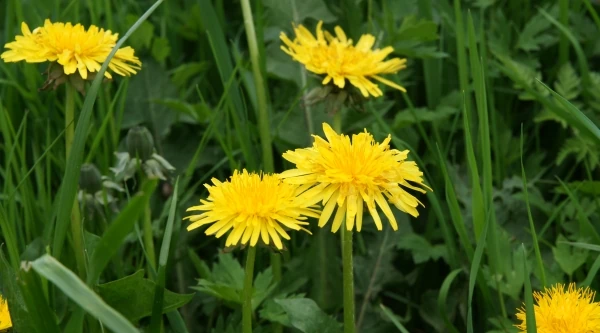 Blomster langs ruten -mælkebøtter