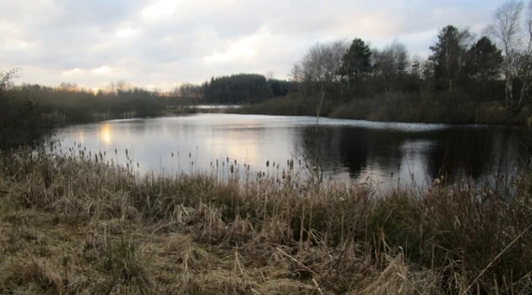 Søgård Mose syd for Daugbjerg