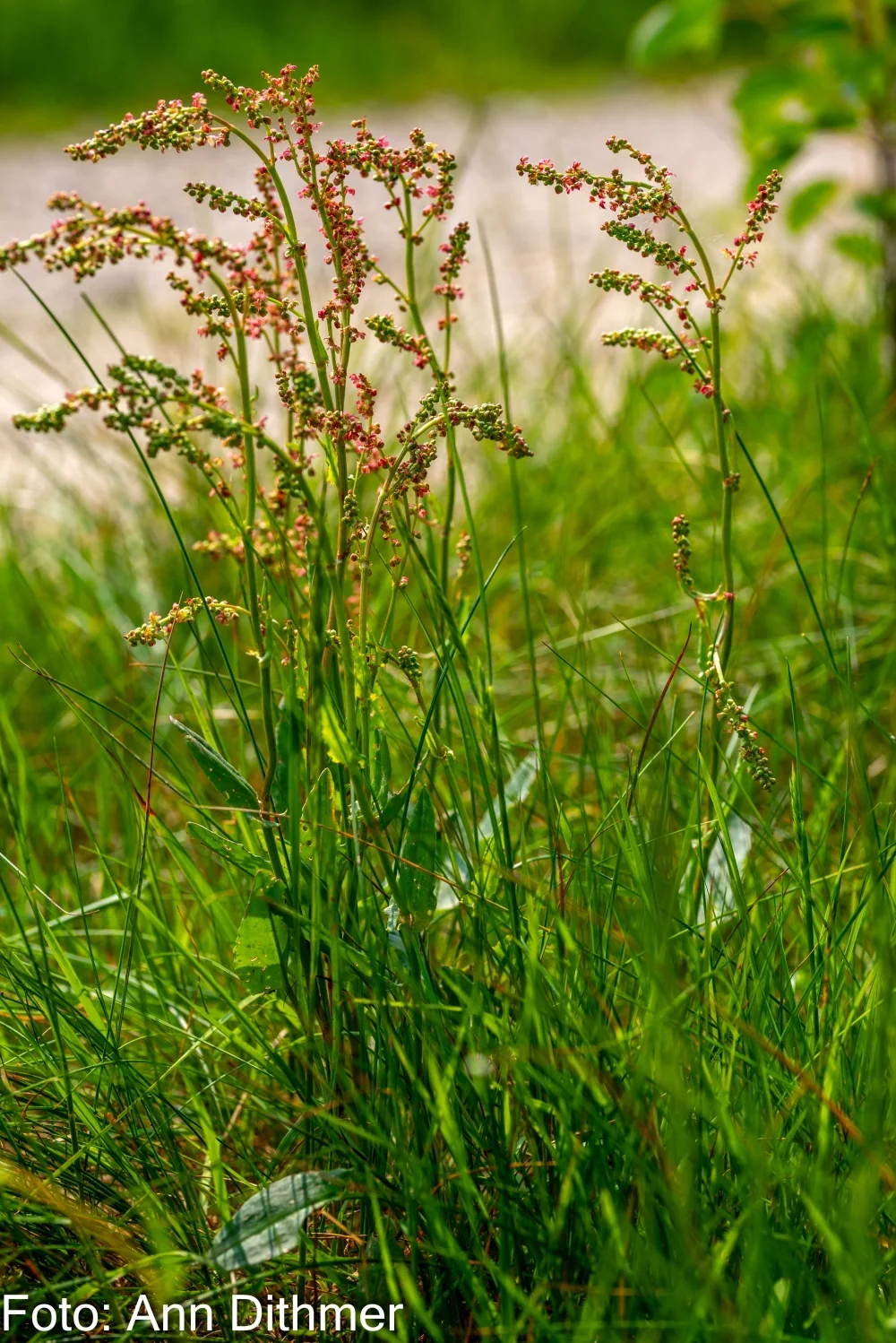 Almindelig Syre Almindelig Syre