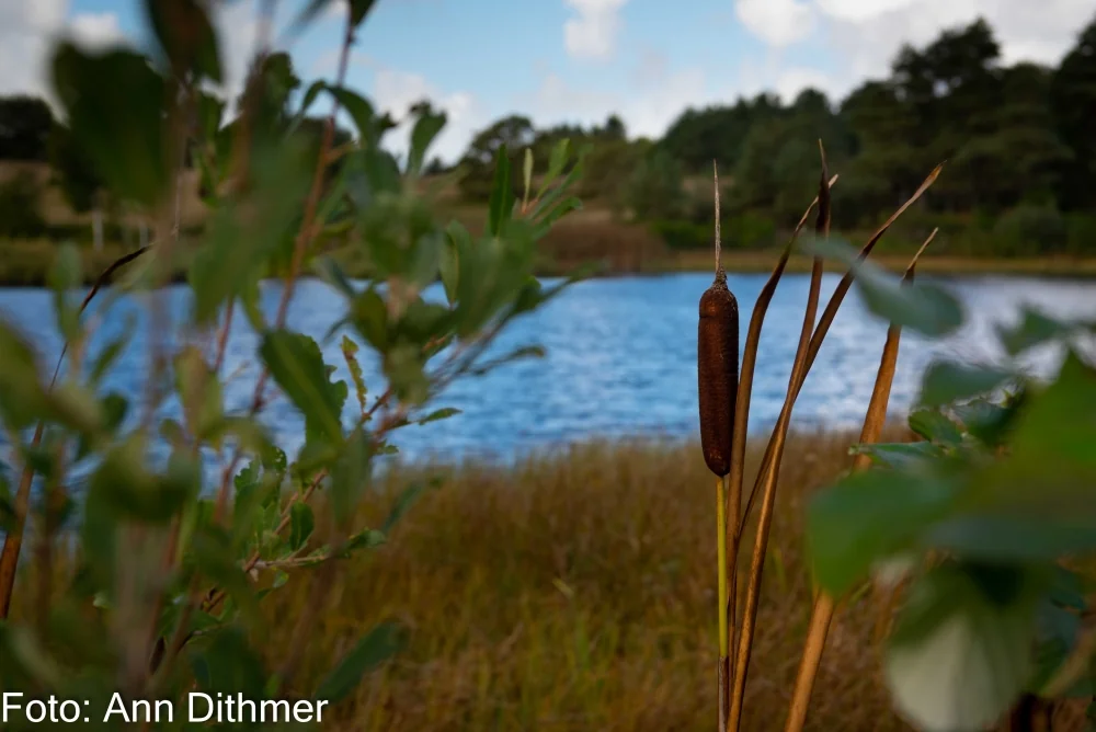 Bredbladet Dunhammer Bredbladet Dunhammer