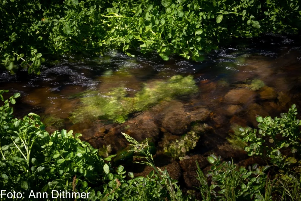 Brøndkarse Brøndkarse