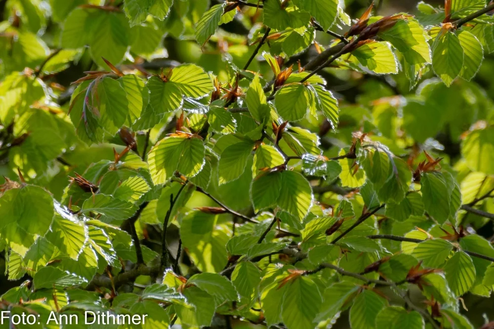 Bøgeblade Bøgeblade