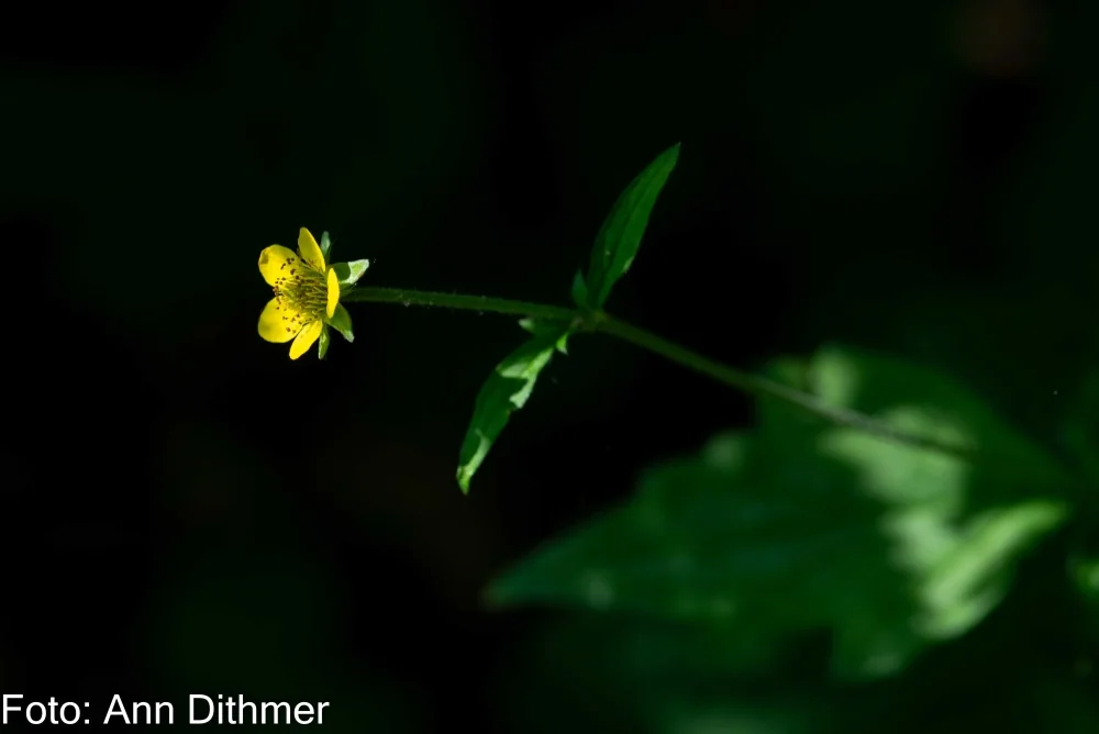 Febernellikerod Febernellikerod