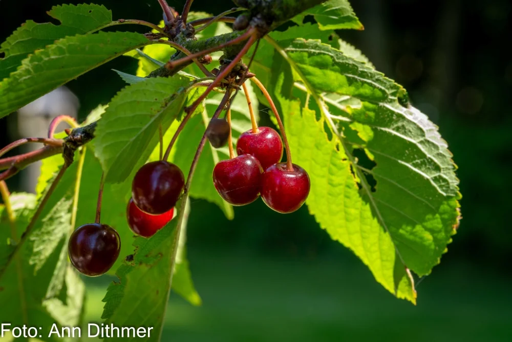 Fuglekirsebær Fuglekirsebær