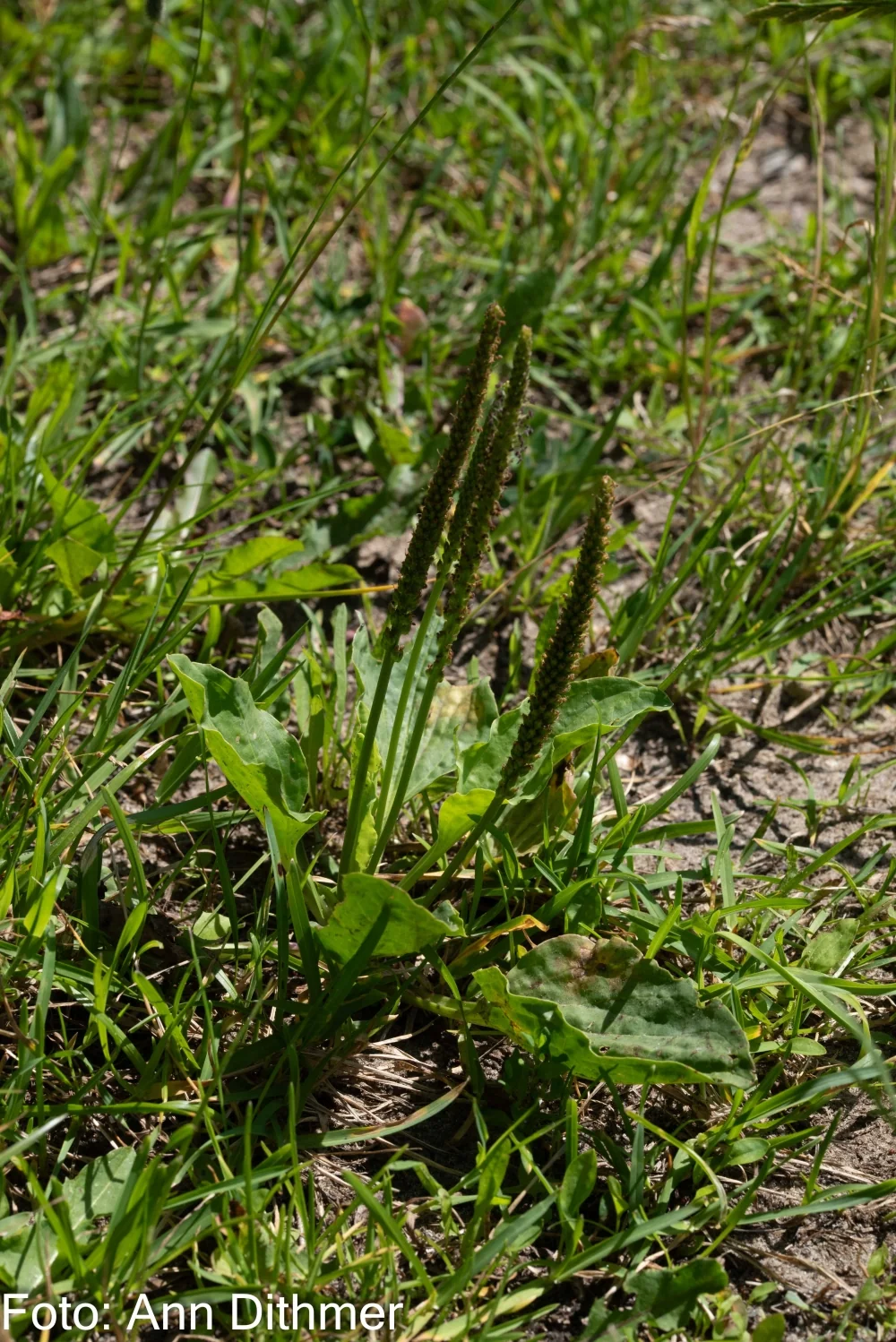 Glat Vejbred Glat Vejbred