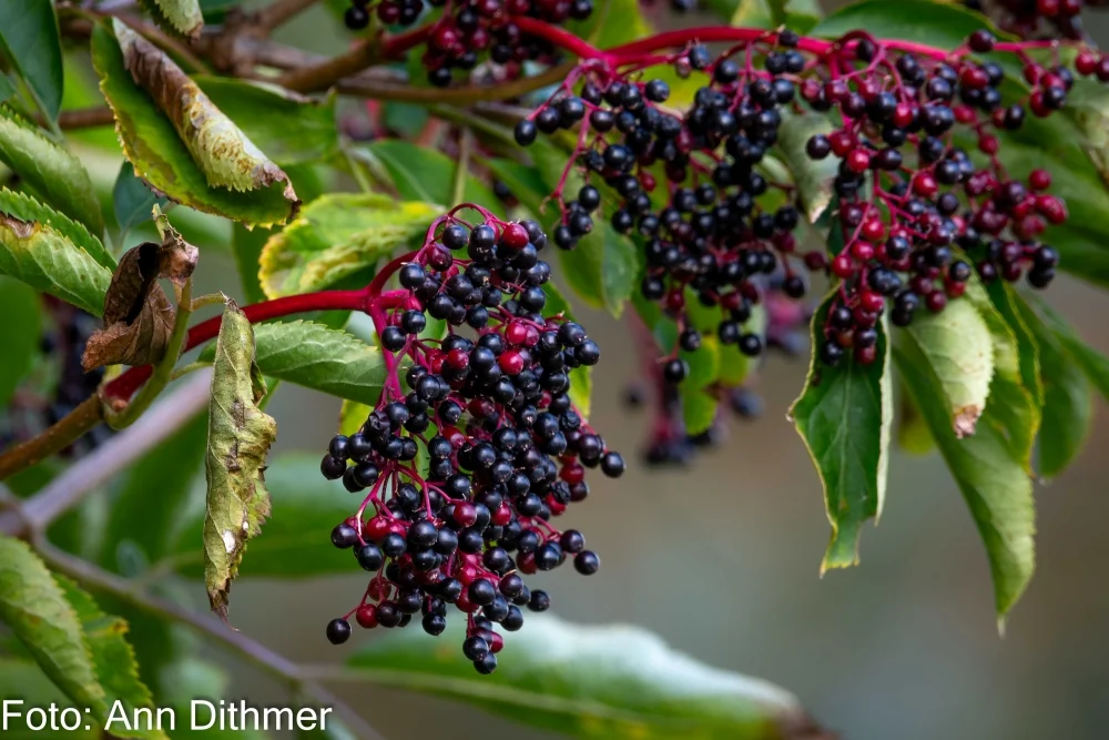 Almindelig Hyld Almindelig Hyld - med hyldebær