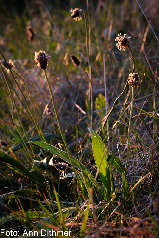 Lancetbladet Vejbred