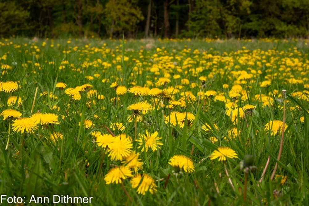 Mælkebøtter Mælkebøtter